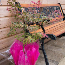 Shirazz Japanese Maple Tree Gift - Acer Tree Gift - Tree2mydoor