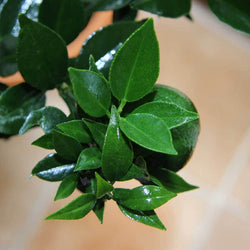 Chinotto Tree Gift - Citrus Tree Gift - Tree2mydoor