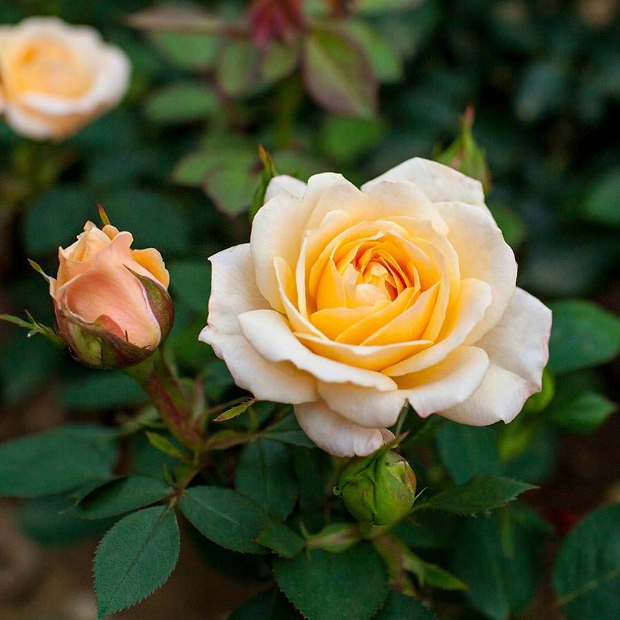 Belle of the Ball Rose Gift - Rose Bush Gift - Tree2mydoor