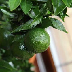 Chinotto Tree Gift - Citrus Tree Gift - Tree2mydoor