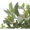 Olive Trees Online
