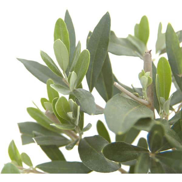The Olive Tree Gift Small (1.5L pot, 40 - 50cm height) - Olive Tree Gift - Tree2mydoor