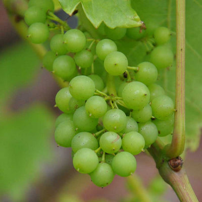 White Grape Vine Gift