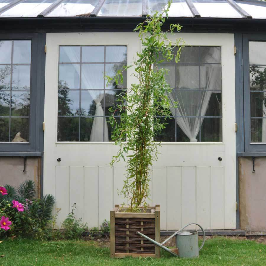 Golden Curls Willow Tree Gift - Gardeners Club - Tree2mydoor