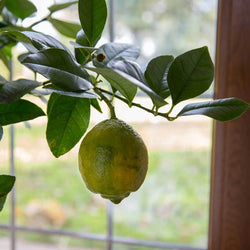 Red Lemon Tree Gift - Citrus Tree Gift - Tree2mydoor