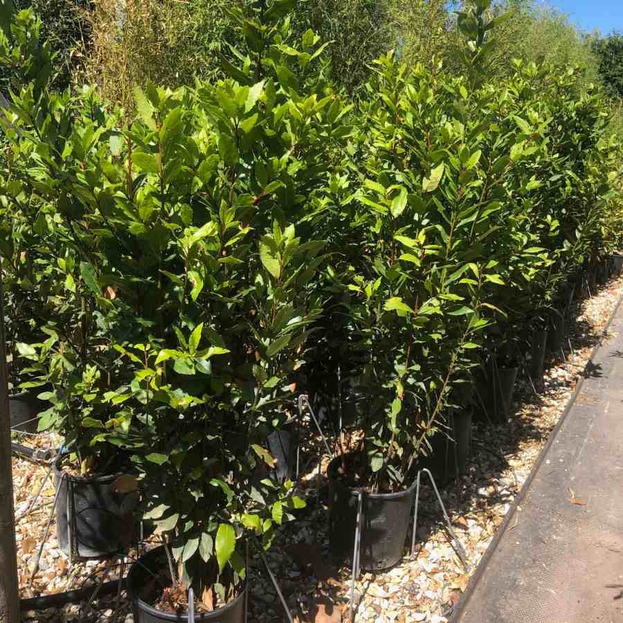 12L Laurus nobilis 1.75-2m - Gardeners Club - Tree2mydoor