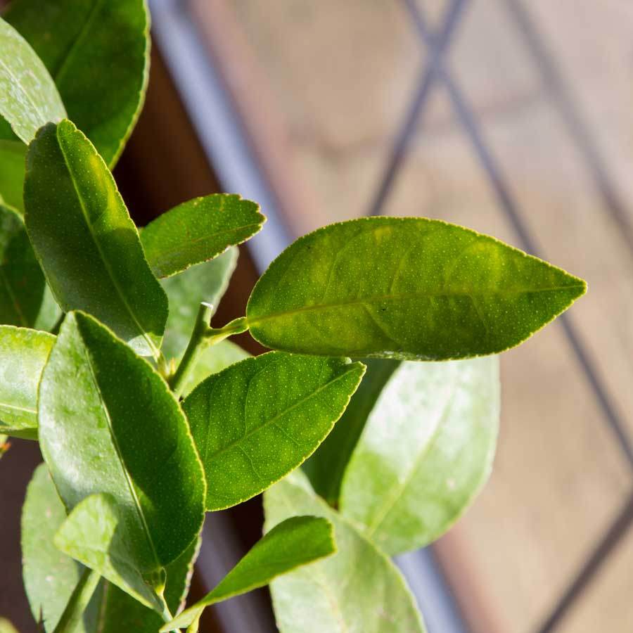 Lime Tree Gift - Citrus Tree Gift - Tree2mydoor