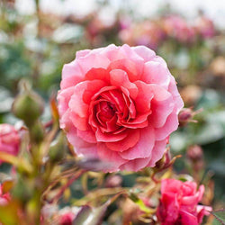 Happy Retirement Years Rose Bush - Rose Bush Gift - Tree2mydoor