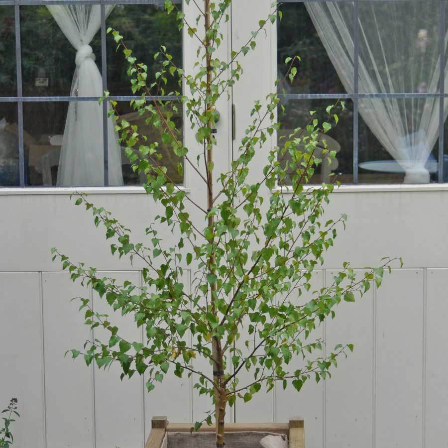 Golden Beauty Birch Tree Gift - Gardeners Club - Tree2mydoor