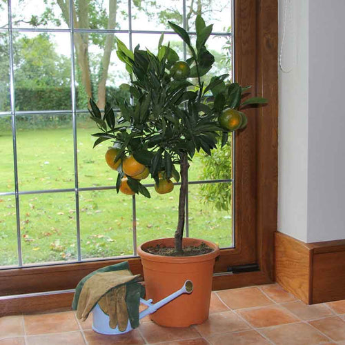 indoor tangerine plant Tangerine Tree Gift