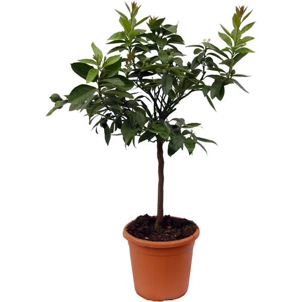 Lime Tree Gift - Citrus Tree Gift - Tree2mydoor