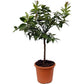 Send a Lime Tree Gift