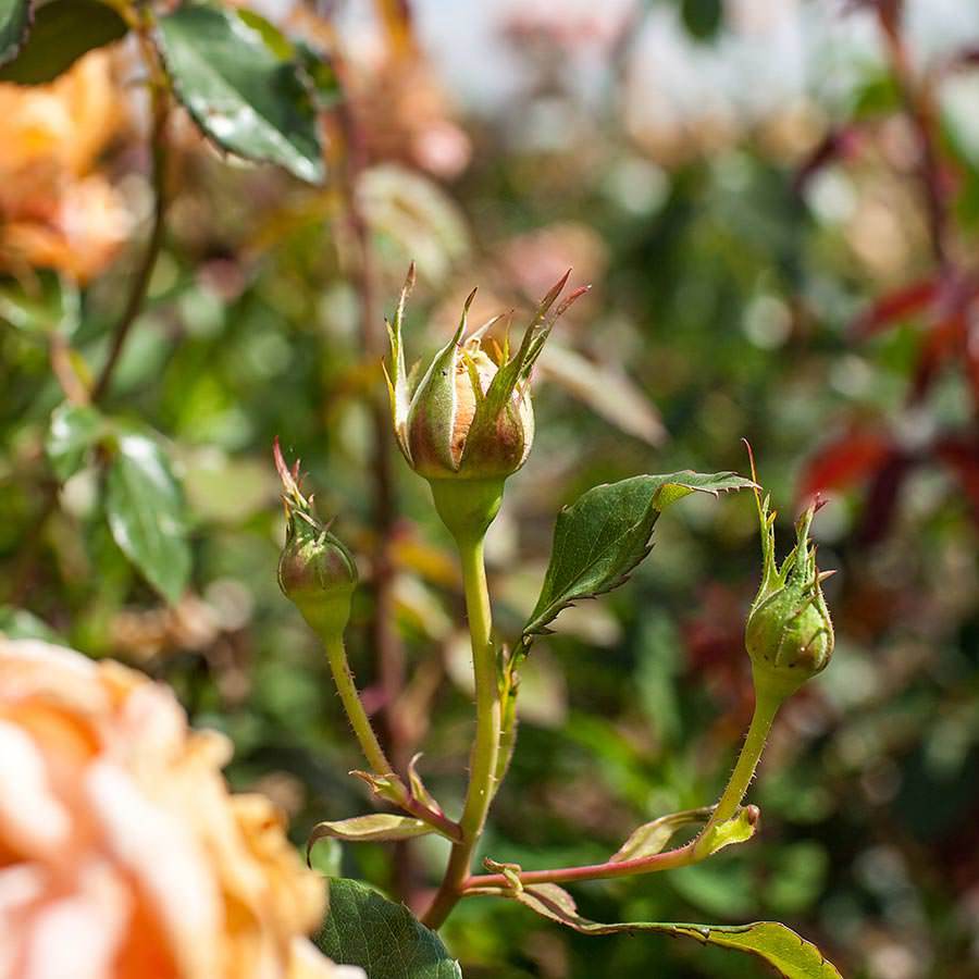 Breathe of Life Rose - Order a Breathe of Life Climbing Rose