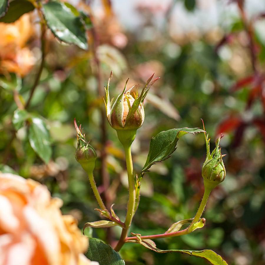 Breath of Life Climbing Rose