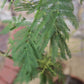 Mimosa Tree Gift