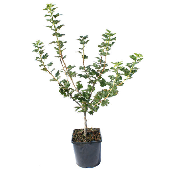 Buy a UK Gooseberry Tree