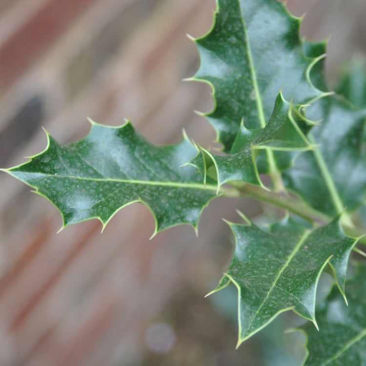 Holly Tree for Christmas