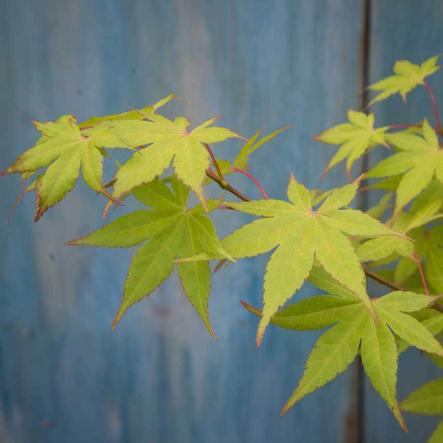Summer Gold Japanese Maple Tree Gift - Acer Tree Gift - Tree2mydoor