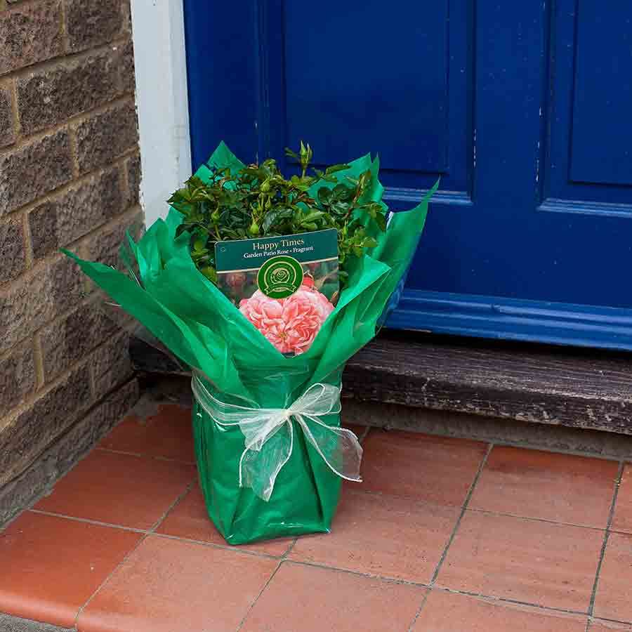Happy Times Rose Bush Gift - Rose Bush Gift - Tree2mydoor