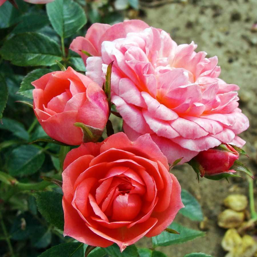 Order a Happy Times Rose Bush