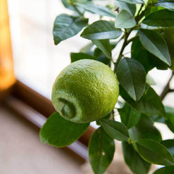 Red Lemon Tree Gift - Citrus Tree Gift - Tree2mydoor