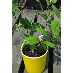 Lemon Starter Plant Gift - Citrus Tree Gift - Tree2mydoor