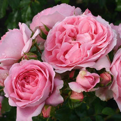 Friends Forever Rose Bush Gift - Rose Bush Gift - Tree2mydoor