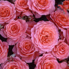 Pink Abundance Standard Rose Tree Gift