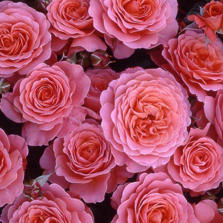 Pink Abundance Standard Rose Gift - Rose Bush Gift - Tree2mydoor