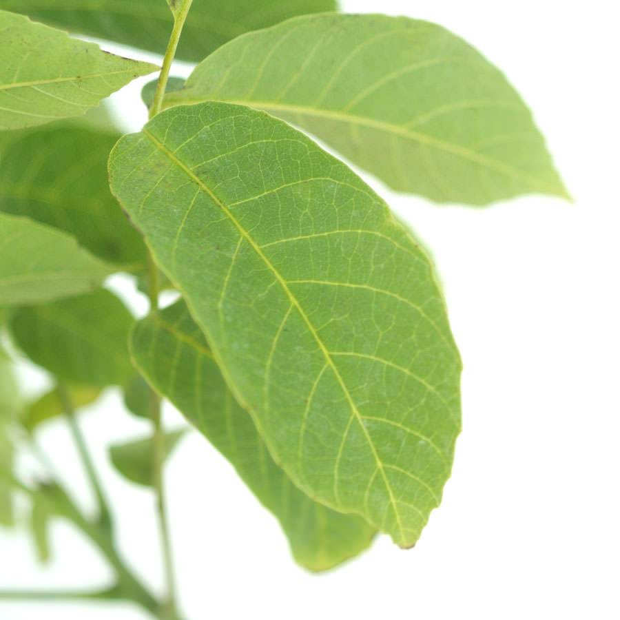 Walnut Tree Gift - Native Tree Gift - Tree2mydoor