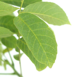 Walnut Tree Gift - Native Tree Gift - Tree2mydoor