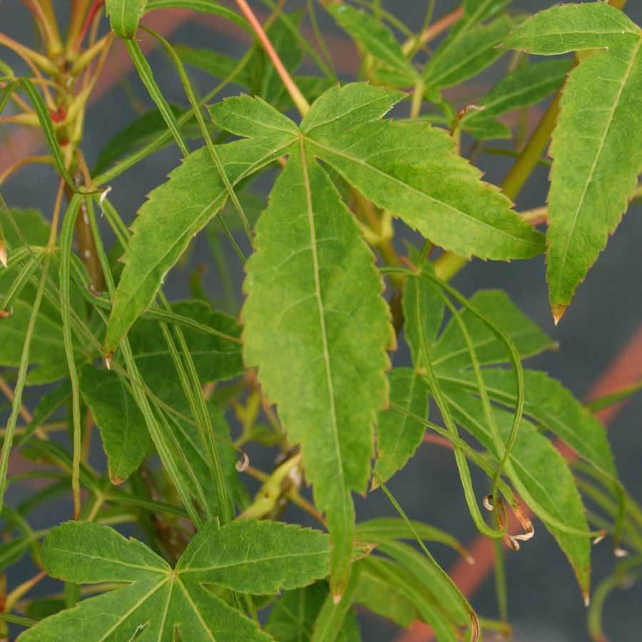 Koto no ito Japanese Maple Tree Gift - Acer Tree Gift - Tree2mydoor