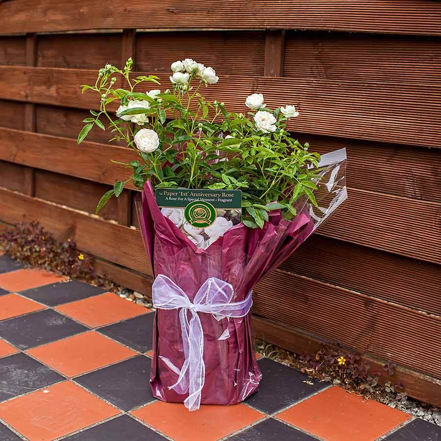 Paper 1st Anniversary Rose Bush Gift - Rose Bush Gift - Tree2mydoor