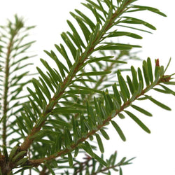 Nordmann Fir Tree Gift - Christmas Tree Gift - Tree2mydoor