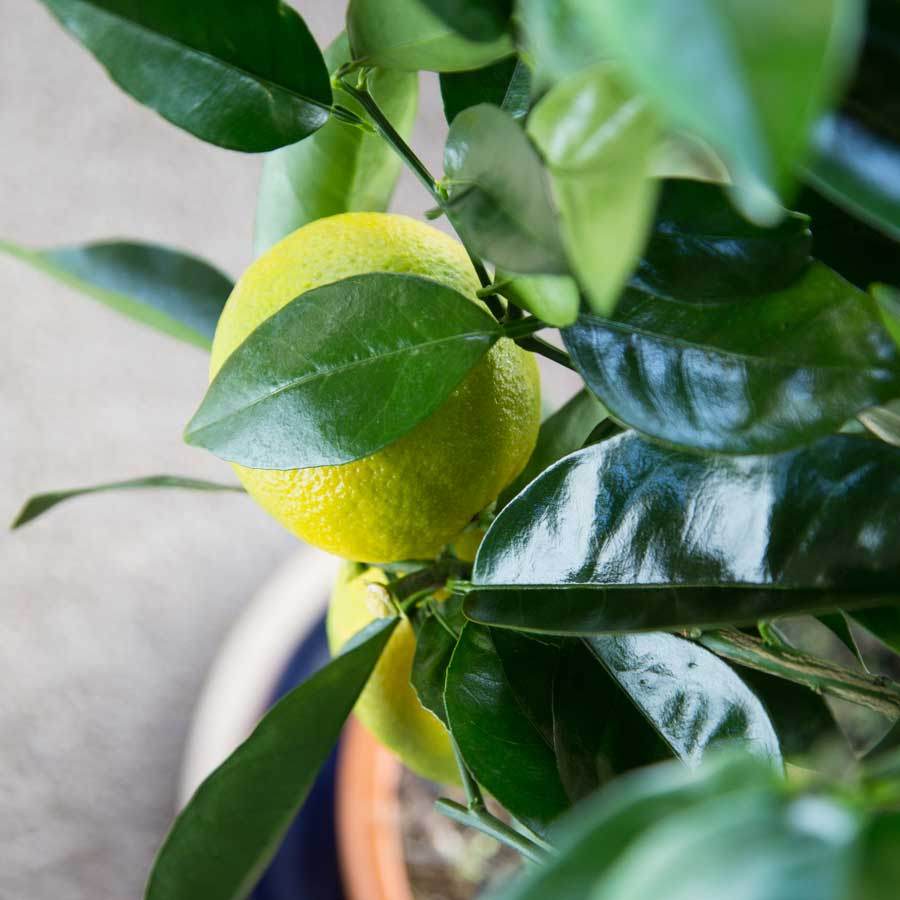 Orange Tree Gifts Delivered