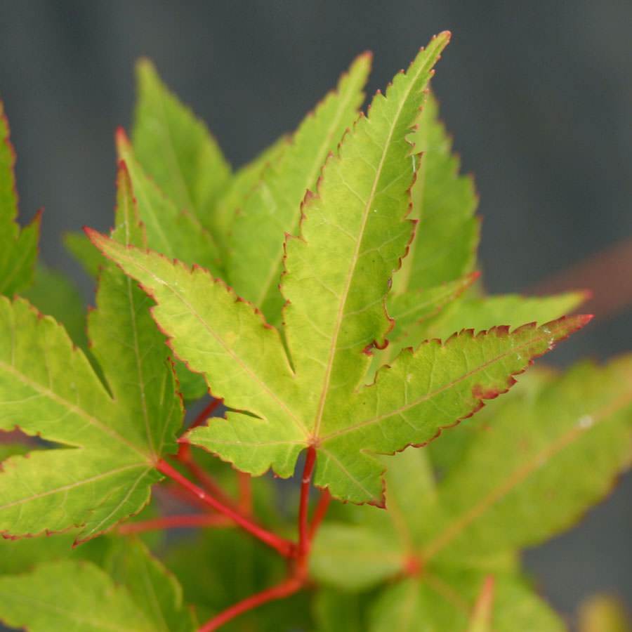 Sunshine Japanese Maple Tree Gift - Acer Tree Gift - Tree2mydoor