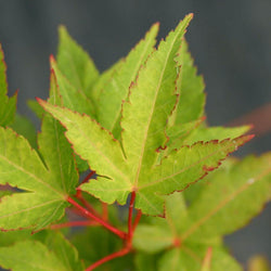 Sunshine Japanese Maple Tree Gift - Acer Tree Gift - Tree2mydoor