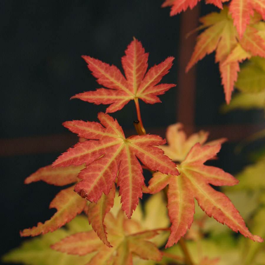 Orange Dream Japanese Maple Tree Gift - Acer Tree Gift - Tree2mydoor