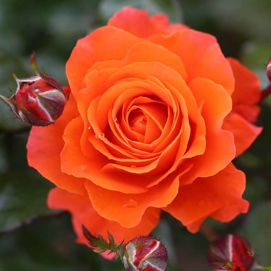 For You With Love Rose Bush Gift - Rose Bush Gift - Tree2mydoor