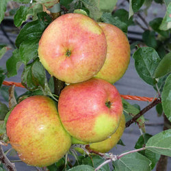 Winter Gem Apple Tree Gift - Fruit Tree Gift - Tree2mydoor