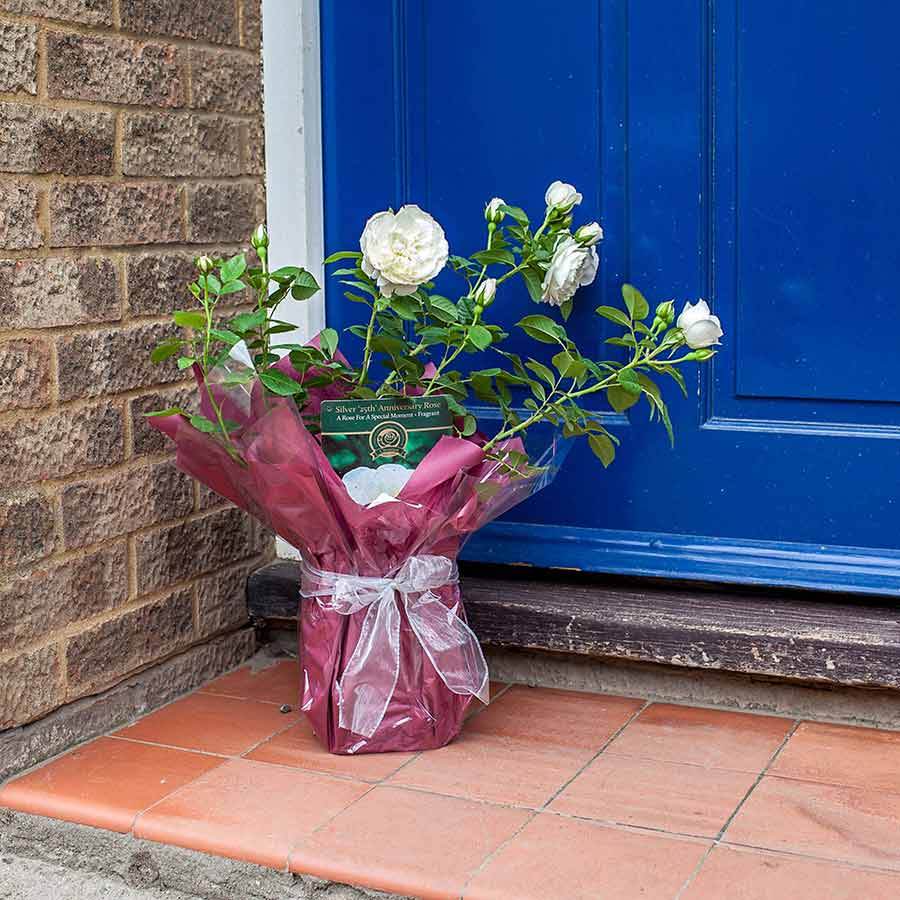 Silver 25th Wedding Anniversary Rose Gift - Rose Bush Gift - Tree2mydoor