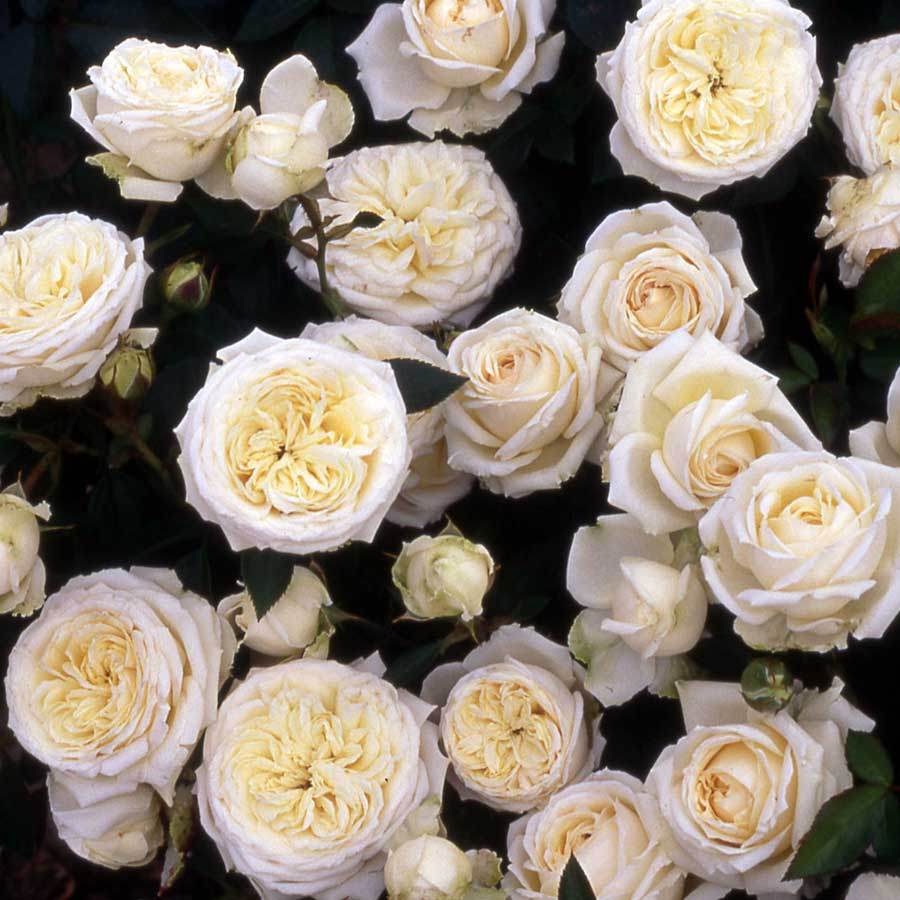 Silver Anniversary Celebration Patio Rose Gift - Rose Bush Gift - Tree2mydoor