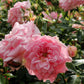 Buy a Pink Rose Bush as a Gift