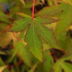 Isobel Japanese Maple Tree Gift - Acer Tree Gift - Tree2mydoor