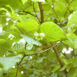 Hazel Truffle Tree Grove - Truffle Tree Gift - Tree2mydoor