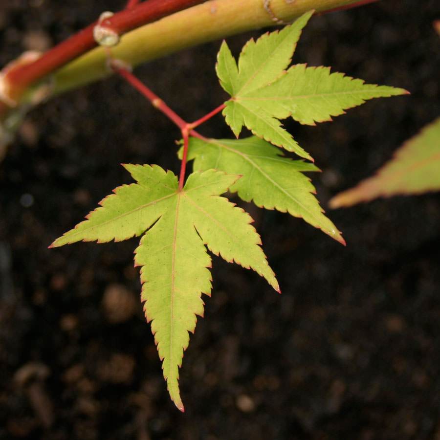Sunshine Japanese Maple Tree Gift - Acer Tree Gift - Tree2mydoor
