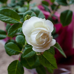 Silver 25th Wedding Anniversary Rose Gift - Rose Bush Gift - Tree2mydoor