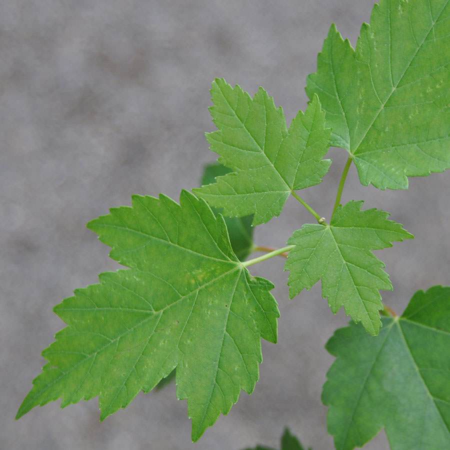 Sun Valley Maple Tree - Gardeners Club - Tree2mydoor