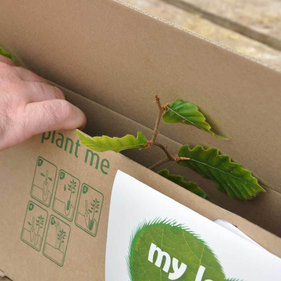 Beech Tree Gift - Native Tree Gift - Tree2mydoor