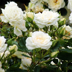 Cream of the Crop Rose Gift - Rose Bush Gift - Tree2mydoor